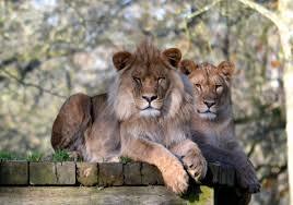 Newquay Zoo