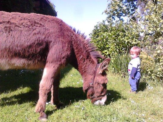 Countryside Donkeys - Private Treks