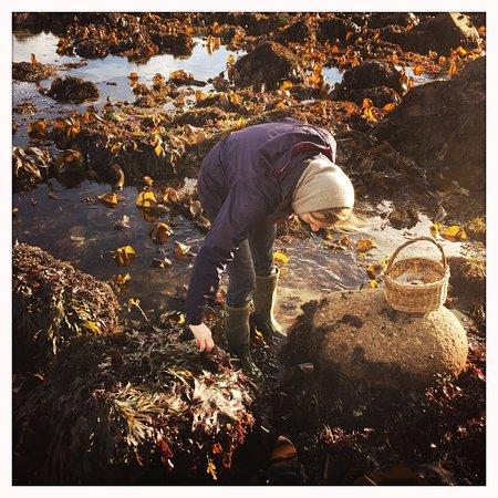 Rachel Lambert's Wild Food Foraging