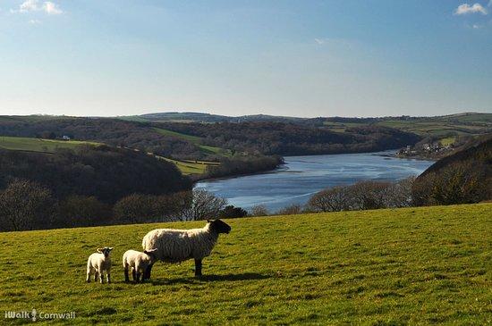 Lerryn to St Veep Circular Walk