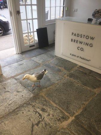 A Pint Of Padstow