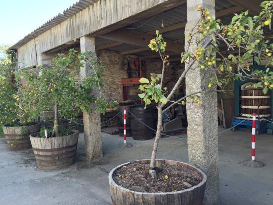 Cornish Orchards
