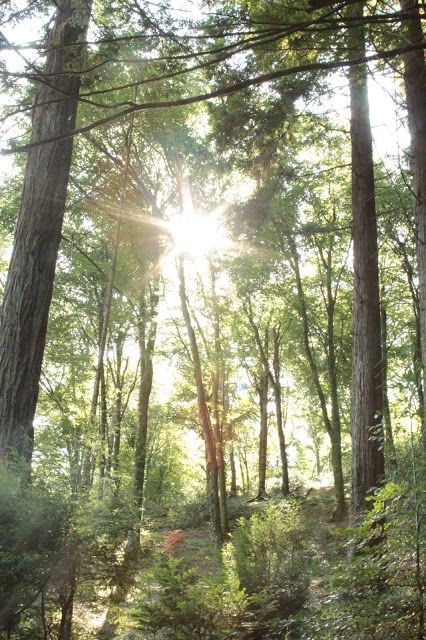 Idless Woods Carpark