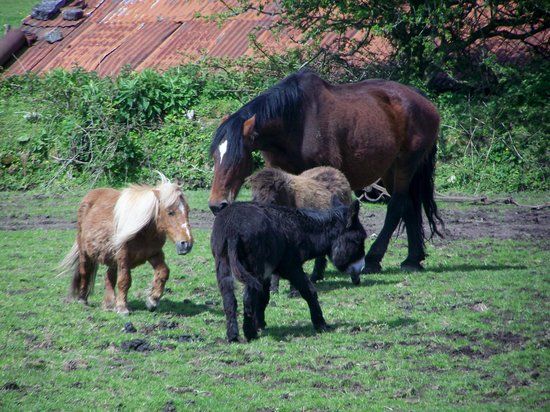 Shire Horse Farm and Carriage Museum