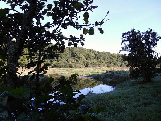 Lamorran Wood