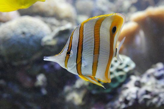 Falmouth Aquarium