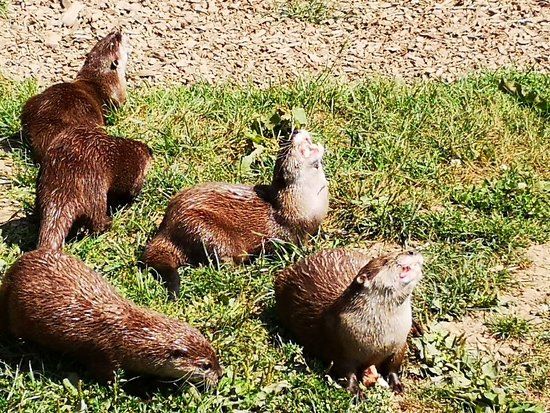 Tamar Otter and Wildlife Centre